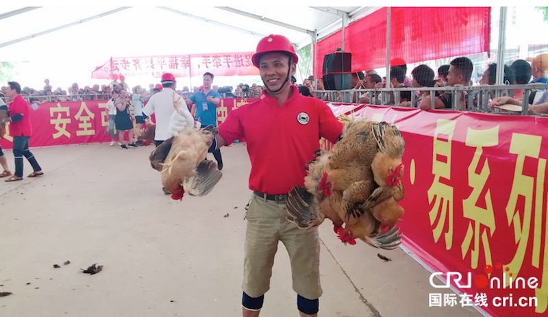 （加急）嘹歌唱响右江边 鸡猪混抓乐翻天 广西平果端午系列活动趣味纷呈