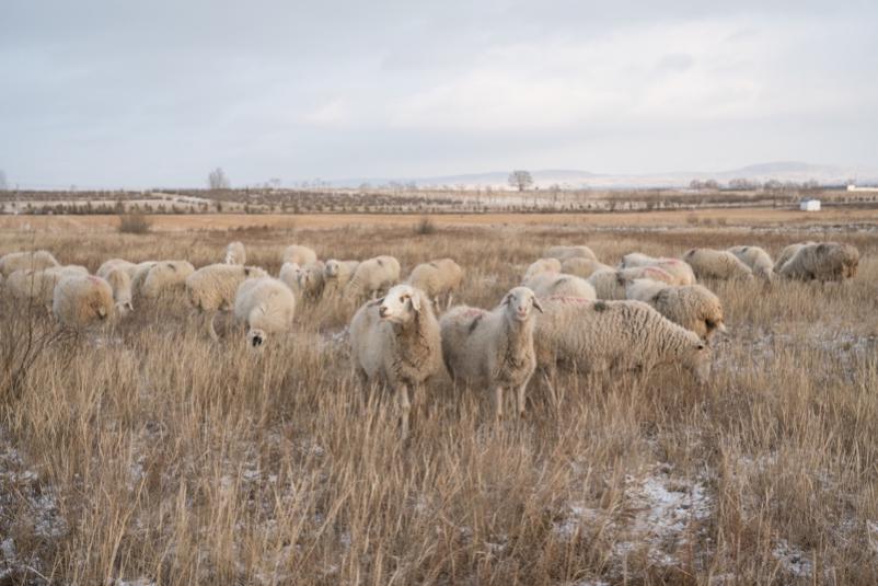 图片默认标题_fororder_333