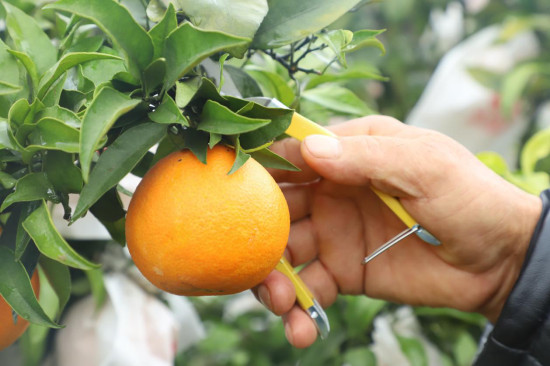 【CRI專稿 列表】重慶忠縣線上線下助推“忠橙”發展 提高農特産品知名度