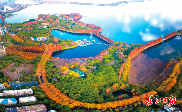 【城市远洋图片】武汉变身大美绿色“蝴蝶” ​两江四岸万亩林带“绘”生态长廊