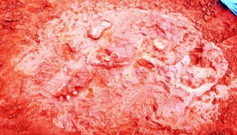 山东“恐龙足迹”地图出炉！带你探秘侏罗纪世界