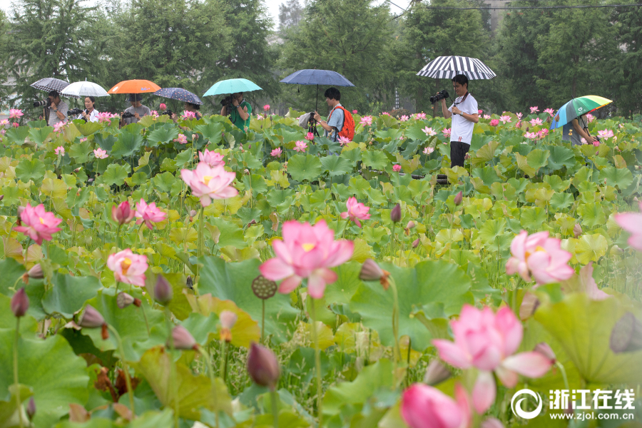 浙江苍南：荷花盛开引客来