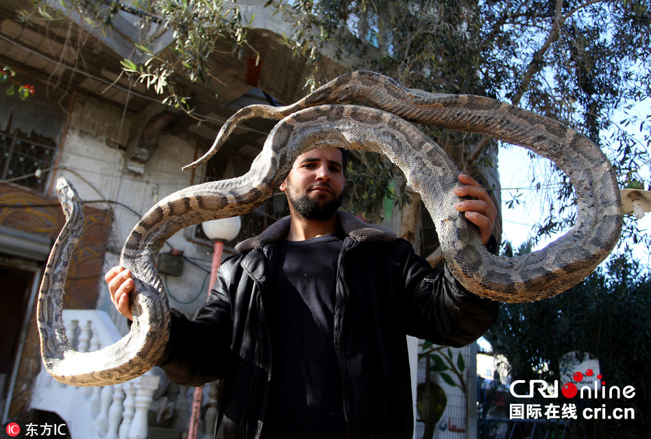 加沙动物园动物饿死 干尸成儿童玩具(高清组图)
