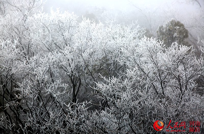 【焦点图-大图】【移动端-轮播图】美！焦作云台山现雾凇奇景