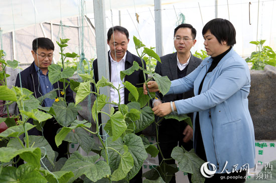 國家統計局領導到平桂調研現代農業發展
