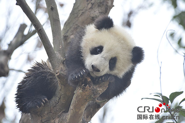 體重從145克到180公斤 探尋都江堰大熊貓成長“密碼”