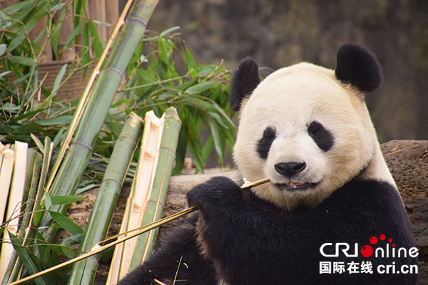 體重從145克到180公斤 探尋都江堰大熊貓成長“密碼”