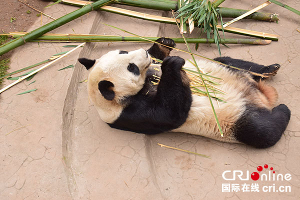 體重從145克到180公斤 探尋都江堰大熊貓成長“密碼”