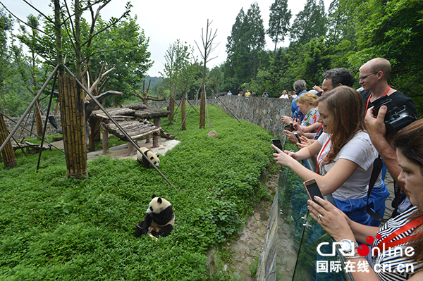 體重從145克到180公斤 探尋都江堰大熊貓成長“密碼”