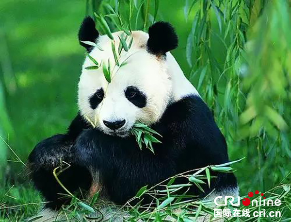 世界那麼大 大熊貓為何鍾情都江堰