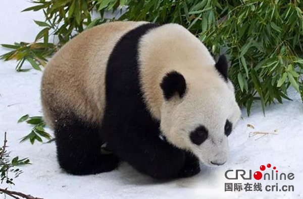 世界那麼大 大熊貓為何鍾情都江堰