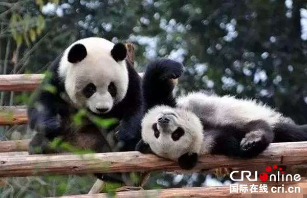 世界那麼大 大熊貓為何鍾情都江堰