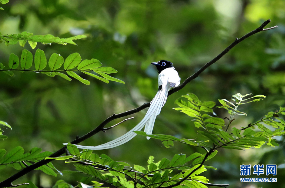 安徽：“林中仙子”翩然而至 繁衍筑巢生态之乡