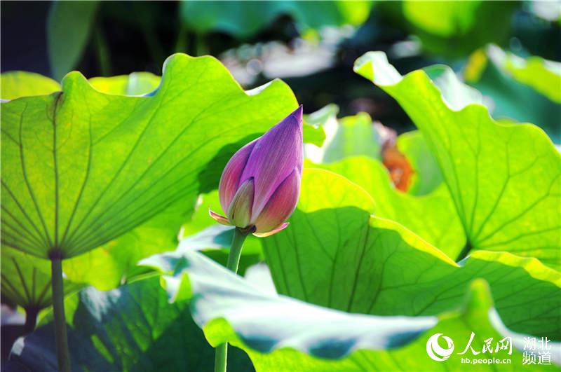 湖北十堰：夏日荷花别样艳