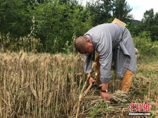 少林寺芒种“交响曲”：年年岁岁麦相似 岁岁年年人不同