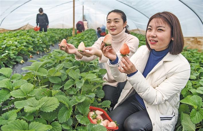 華州：特色農業富農家