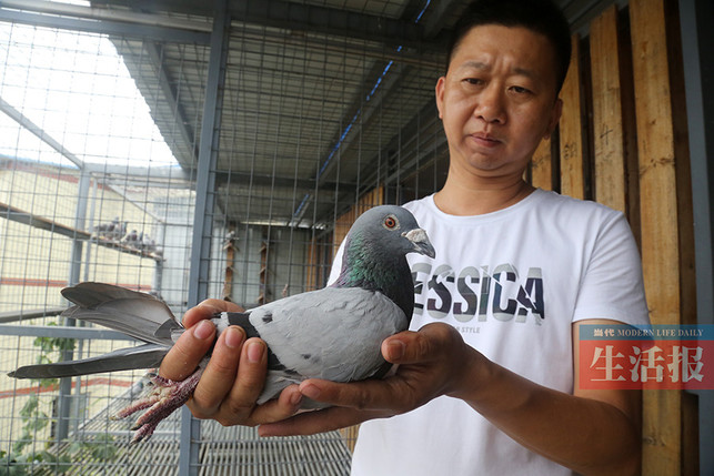 【热门文章】【南宁】他的鸽子能从400公里外飞回巢 已赢十几万奖金