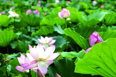 沙湖公園鬥荷擂臺賽6月23日開賽