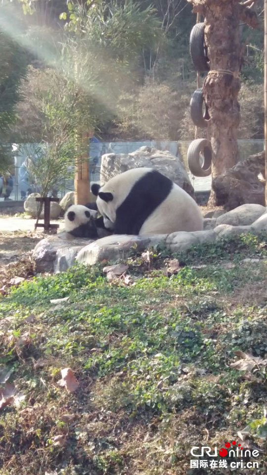 “95後”熊貓媽媽的另類母愛 都江堰“網紅大熊貓”母子實力圈粉