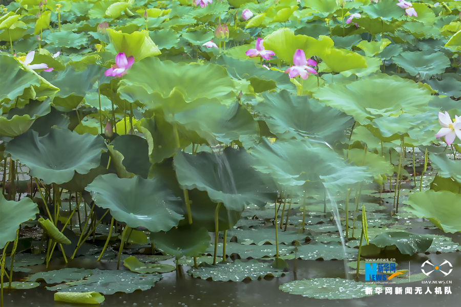 广东：夏日莲叶田田 “误入”水乡听雨