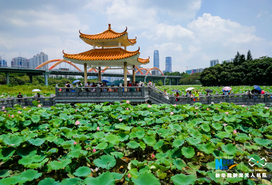 航拍深圳百亩莲荷 满城花香沁人心