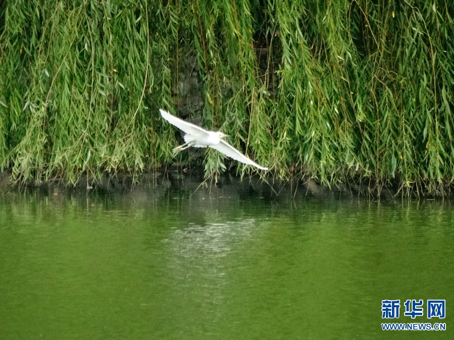 河南开封：龙亭东湖白鹭栖