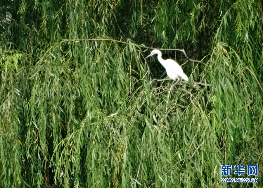 河南开封：龙亭东湖白鹭栖