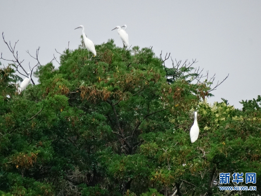 河南开封：龙亭东湖白鹭栖