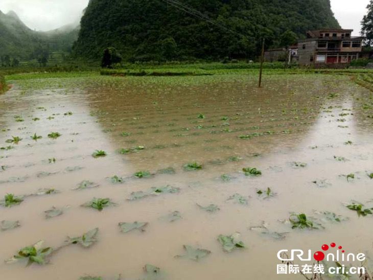 暴雨袭击贵州紫云 26990亩农作物受灾