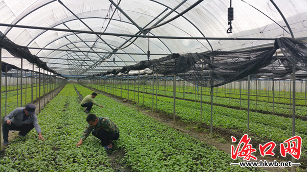 【圖片文尾】【食品農業圖片列表】【即時快訊】保供穩價 春節期間瓊山區每天最少供應40噸葉菜