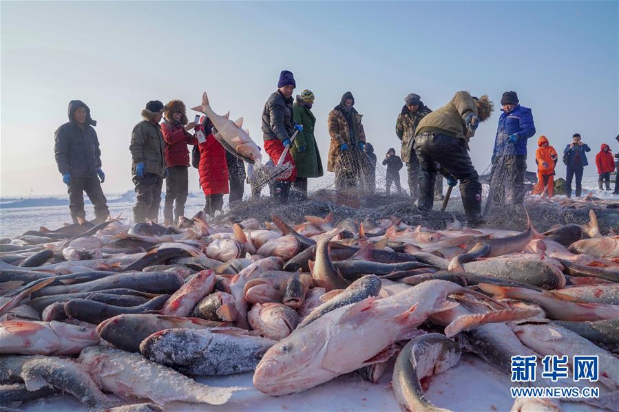 吉林松原查干湖冬捕：古老“渔猎部落”的雪中盛宴