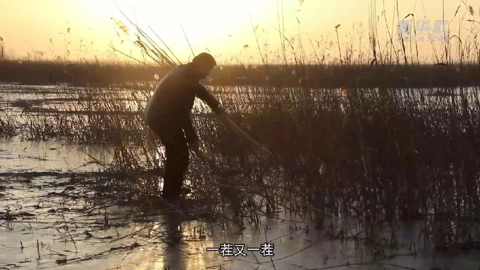 《記錄雄安》第十七集：冬季的收穫