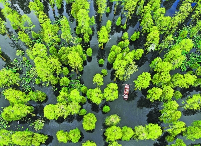 新洲“水上森林”成武汉网红地