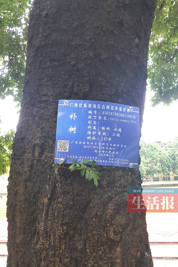 【南寧】【八桂大地】南寧五中有兩棵名樹 “總理樹”見證中柬友誼