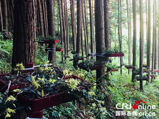 赣州市林下经济种养面积累计达1000万亩