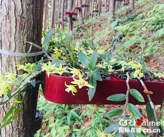 赣州市林下经济种养面积累计达1000万亩