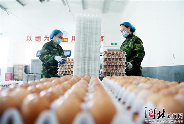 【脫貧攻堅 · 河北一日】“只要有信心,黃土變成金!”