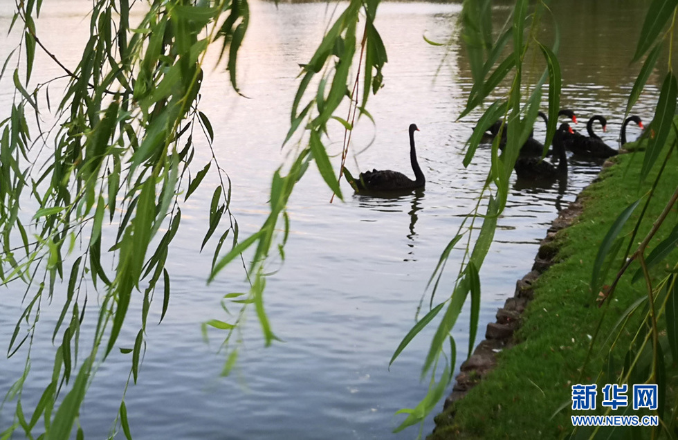 安徽：绿色浓影夏日长 天鹅戏水入池塘