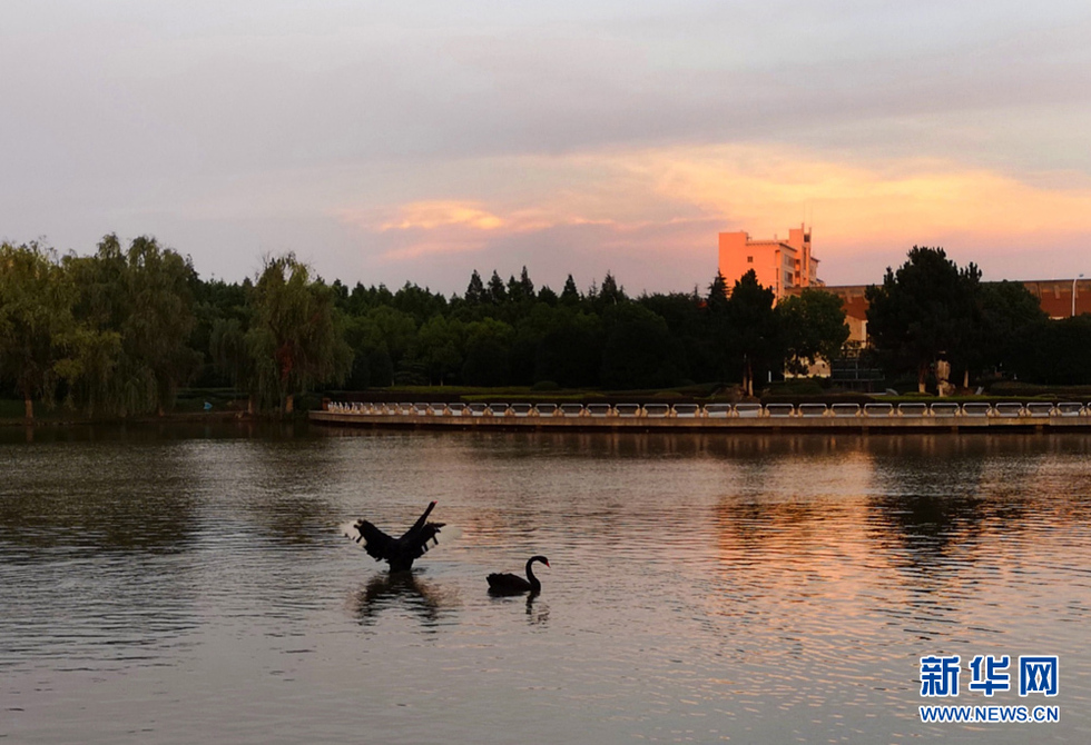 安徽：绿色浓影夏日长 天鹅戏水入池塘
