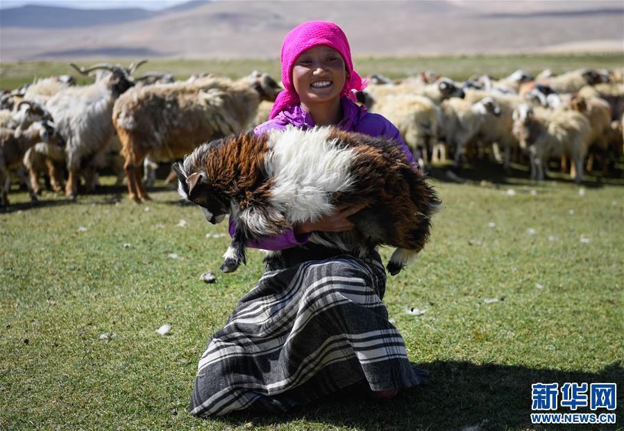 西藏日喀则牧民剪羊毛（图）