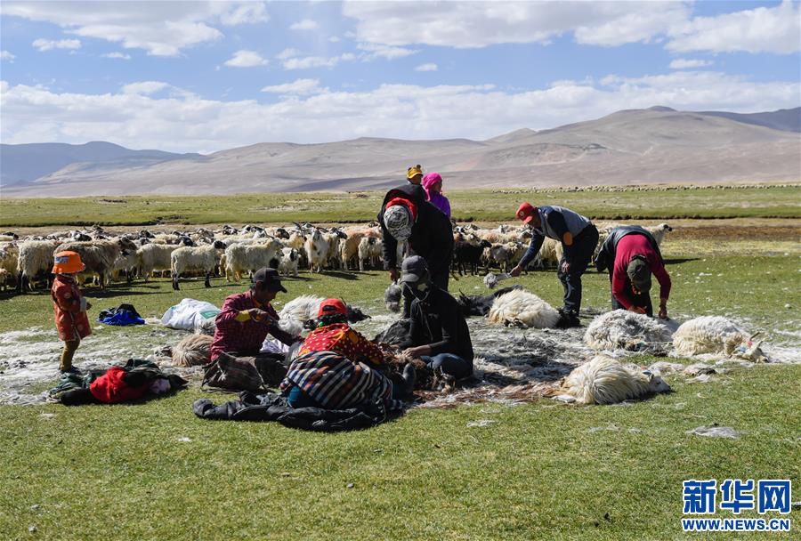 西藏日喀則牧民剪羊毛（圖）