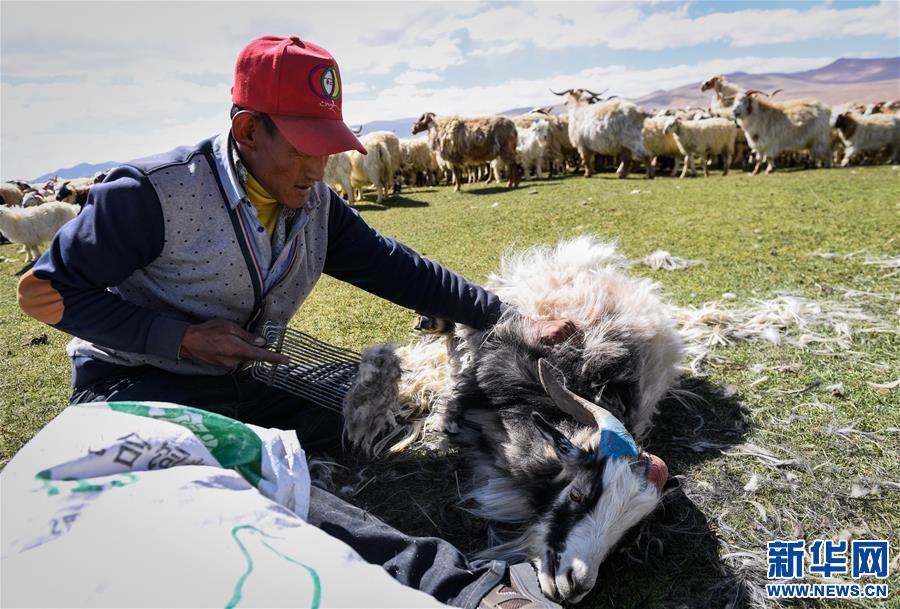 西藏日喀则牧民剪羊毛（图）