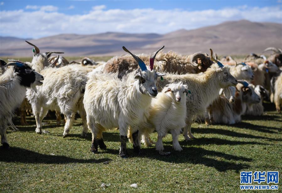 西藏日喀則牧民剪羊毛（圖）