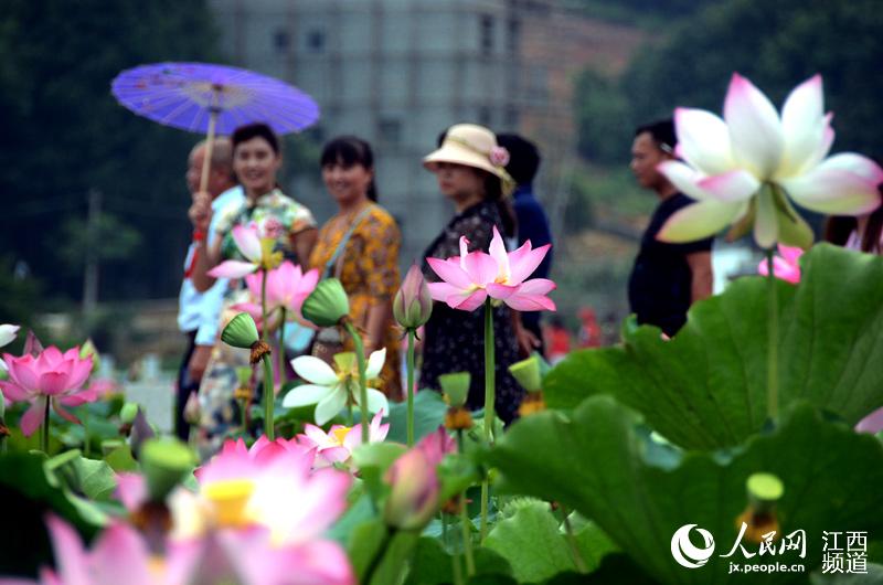 盛夏来临 江西各地荷花“笑脸迎客”