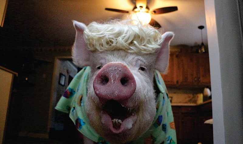 宠物"迷你猪"意外长成600斤大肥猪 虏获百万粉丝(组图)