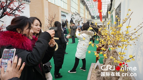 【河南原創】梅香飄四海 第九屆中國·鄢陵蠟梅梅花文化節開幕