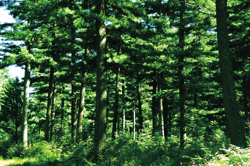 领略白山22℃夏天魅力