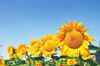 【中原名景-图片】郑州植物园 向日葵展笑颜