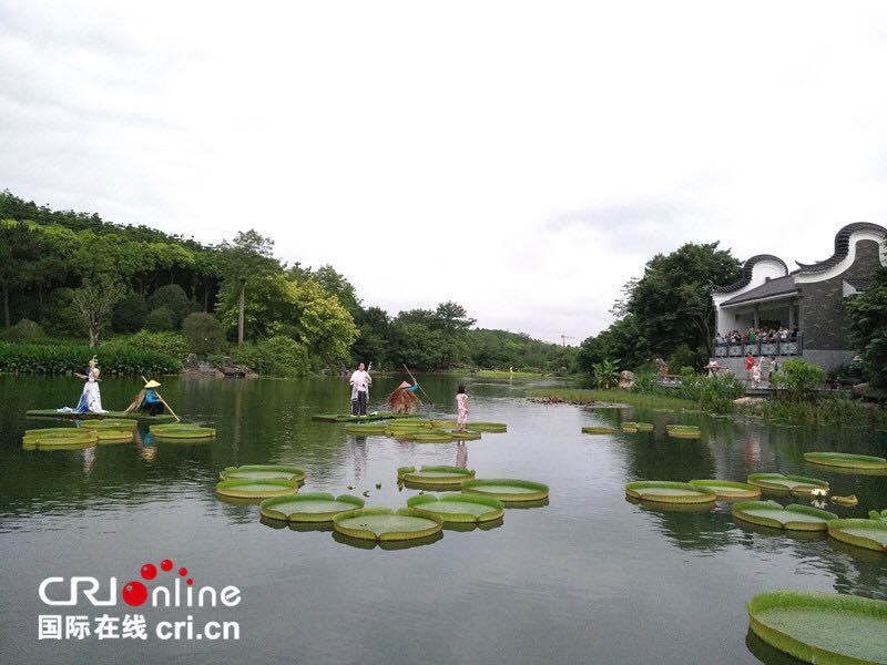 【唐已審】【原創】“水墨清蓮”美麗畫卷在南寧青秀山徐徐展開