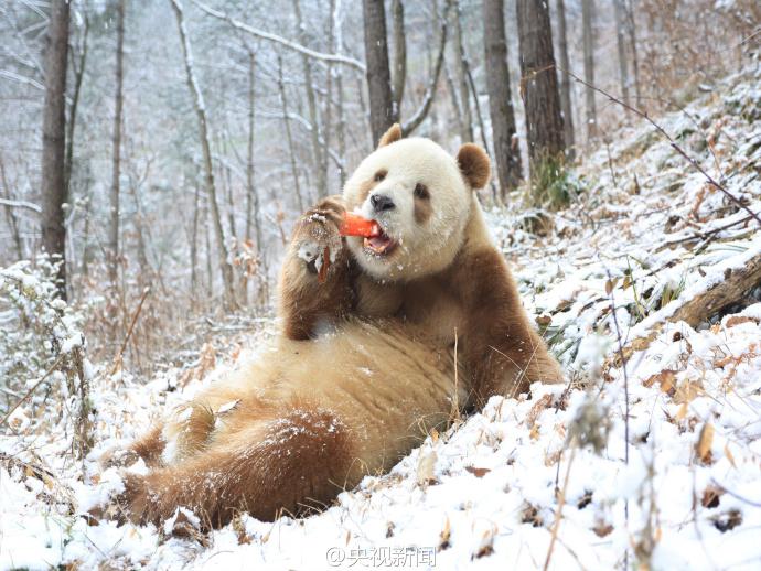 萌一脸！棕色大熊猫“七仔”见雪变身“雪花熊”